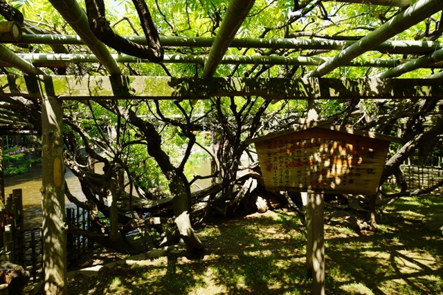 久伊豆神社の藤の木.JPG