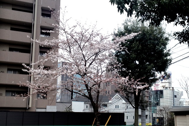 会社の裏の公園の桜.jpg