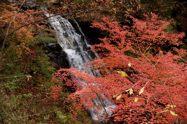 回顧の吊橋の歩道の紅葉と滝.JPG