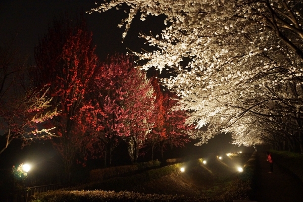 夜桜4.JPG