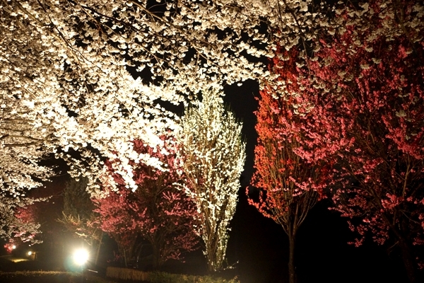 夜桜5.JPG