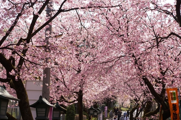 密蔵院の桜4.JPG