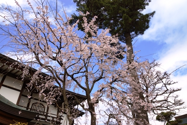 密蔵院の桜6.JPG