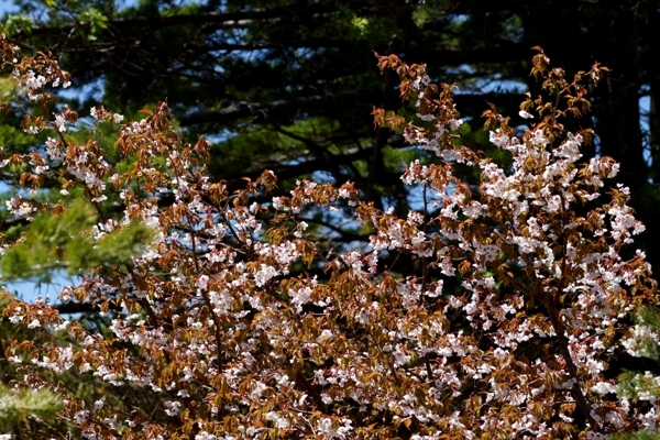 山桜.JPG
