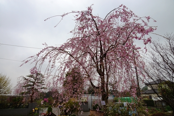 枝垂桜.JPG