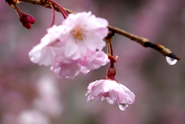 桜と水滴.JPG