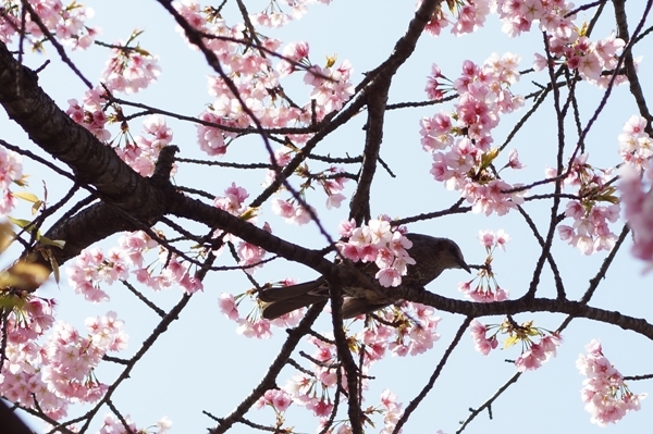 桜と鳥.JPG