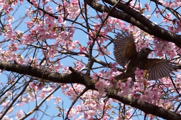 桜と鳥1.JPG