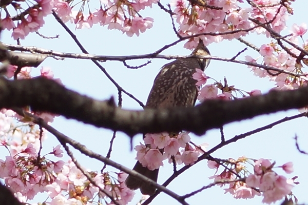 桜と鳥2.JPG