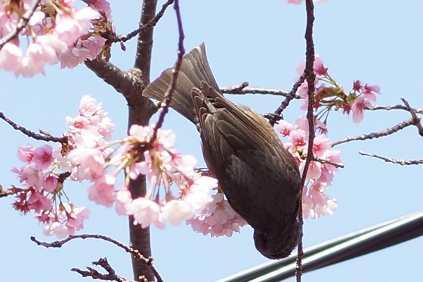 桜と鳥3.JPG