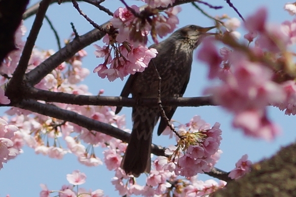 桜と鳥4.JPG