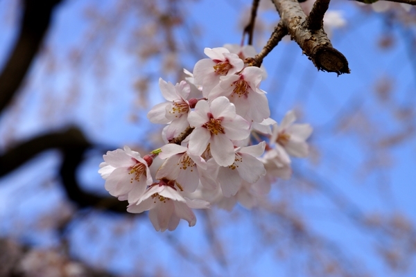 桜マクロ.JPG