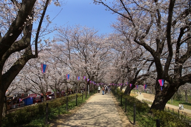 権現堂の桜.jpg