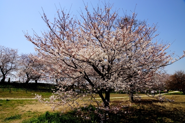 権現堂の桜2.jpg