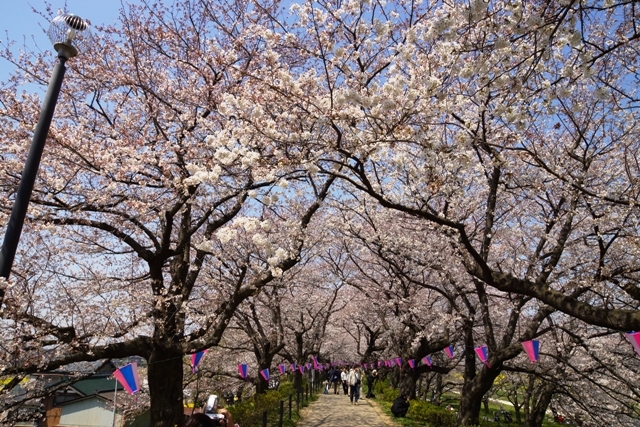 権現堂の桜3.jpg