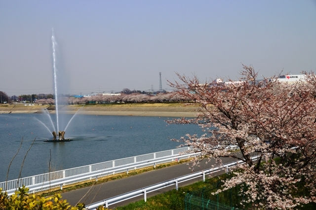 権現堂の桜と噴水.jpg