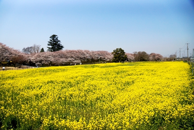 権現堂の桜と菜の花.jpg