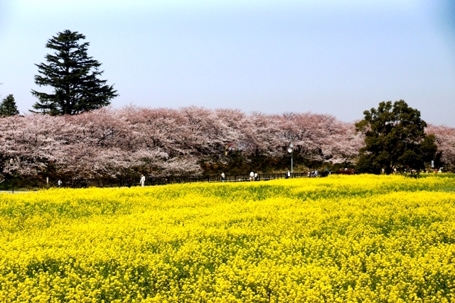 権現堂の桜と菜の花1.jpg