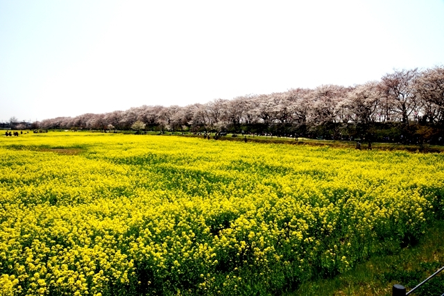 権現堂の桜と菜の花2.jpg