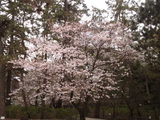 沼津御用邸記念公園の桜.jpg