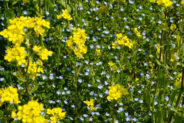 菜の花と青い花.jpg