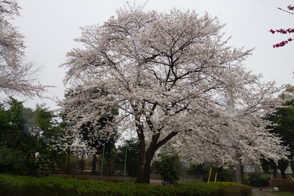 赤山城跡公園の桜.JPG