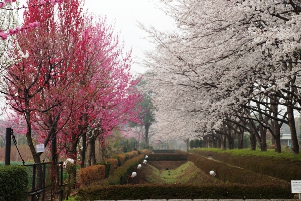 赤山城跡公園の桜1.JPG