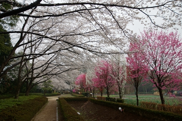 赤山城跡公園の桜2.JPG