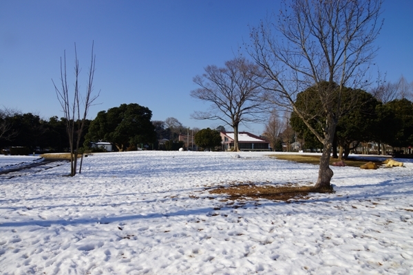 雪の大崎公園.JPG