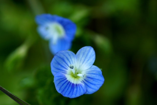 青い花 　　　　 マクロ1.jpg