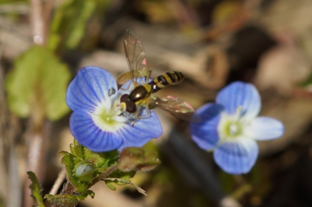 青い花とハチ　 　マクロ.jpg