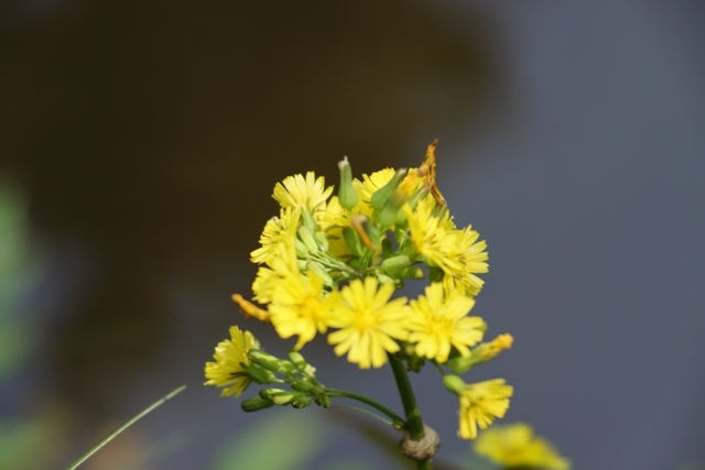 黄色い花.JPG