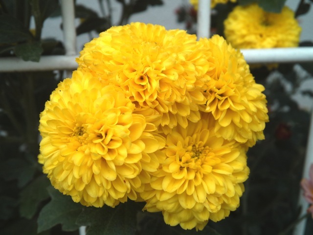 黄色い花.JPG