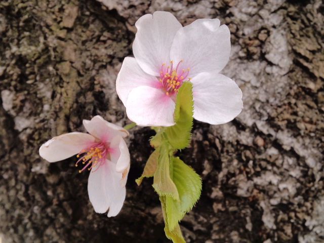 幹に咲いた桜